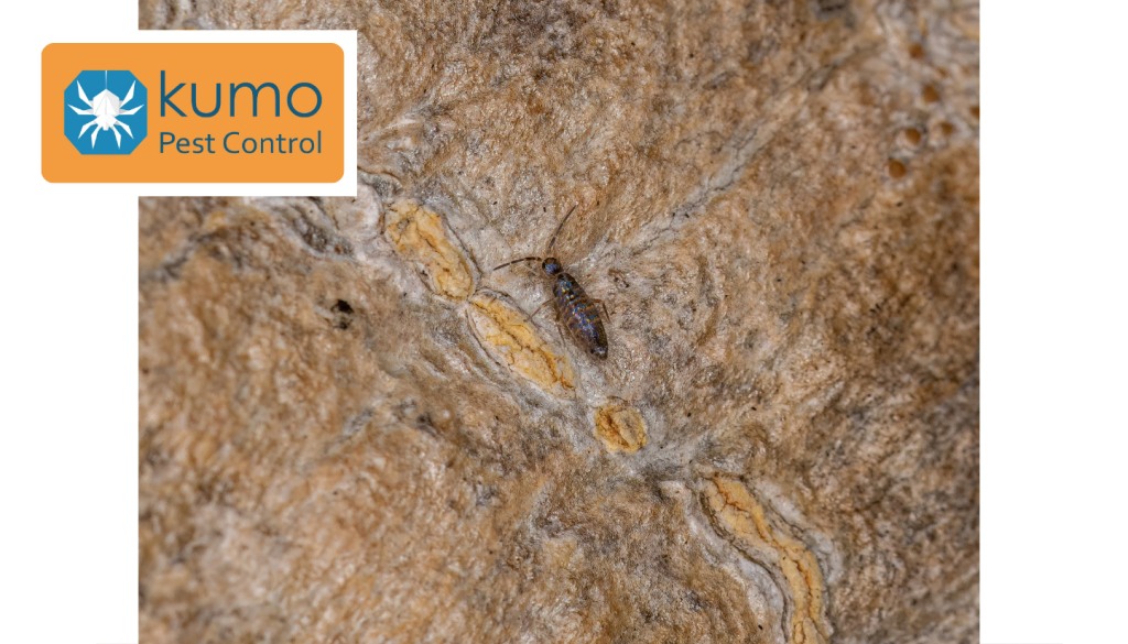 Springtail Pest Management and Control Services Kumo Pest Control