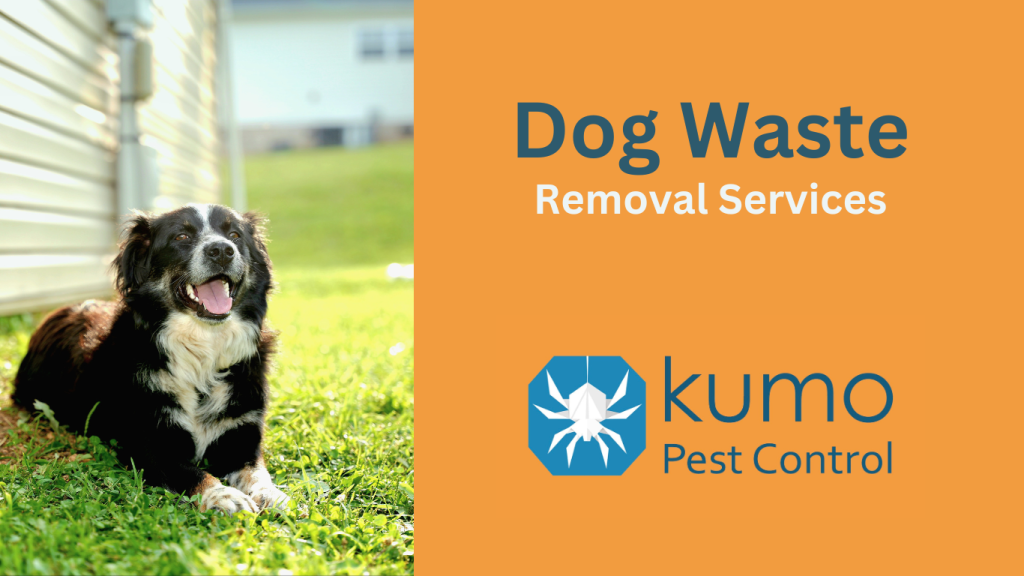 Dog Waste Removal Services By Kumo Pest Control Serving Wake County Johnston County, Dog Poop Removal Services, 