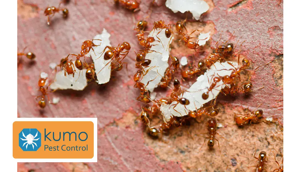 Image of fire ants swarming. Pest Control services offered by Kumo Pest