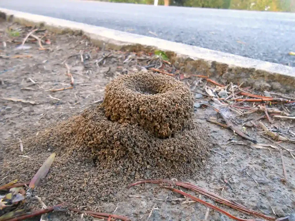 Fire ant mound in a residential lawn