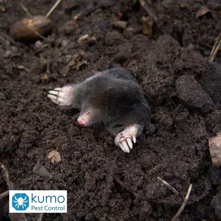 clayton mole repellent services