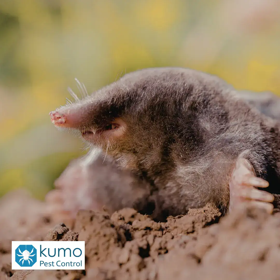 mole repellent in clayton, nc