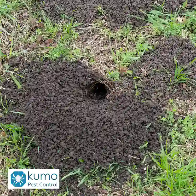 signs you may have moles or voles in clayton, nc