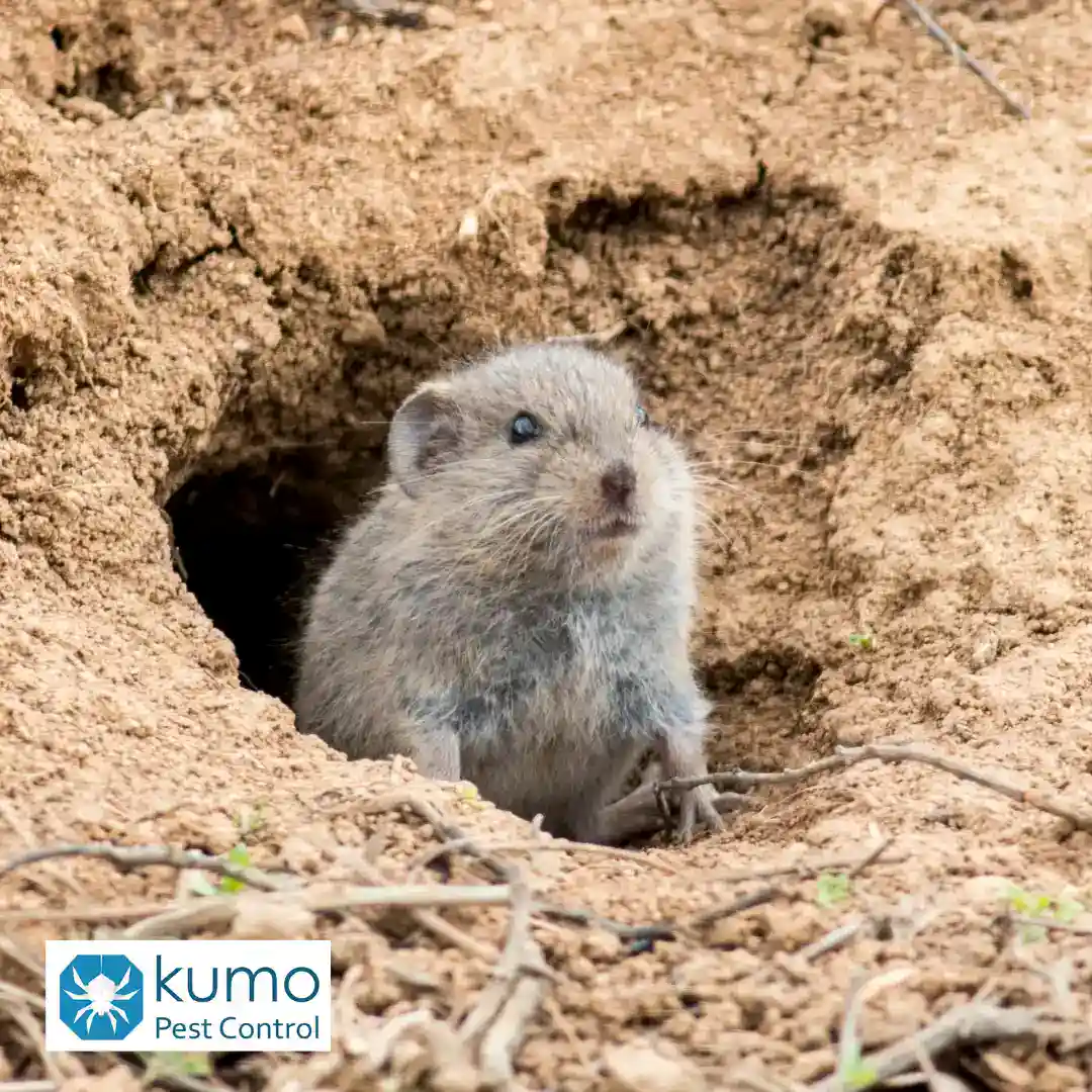 vole repellent in clayton