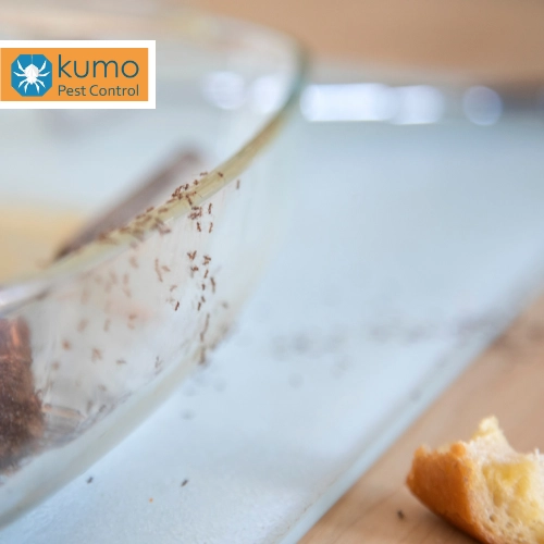 ants in the kitchen in clayton, nc