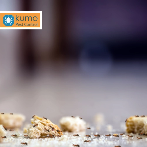 bread and crumbs that attract ants to the kitchen