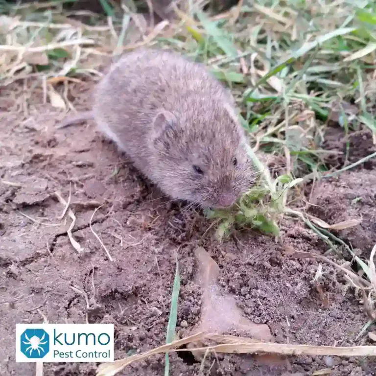 Voles