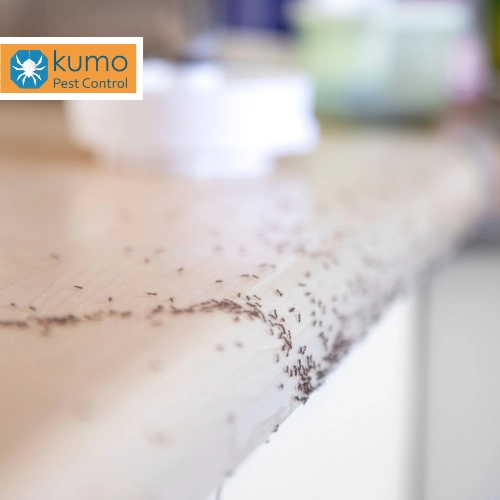 how to get rid of kitchen ants