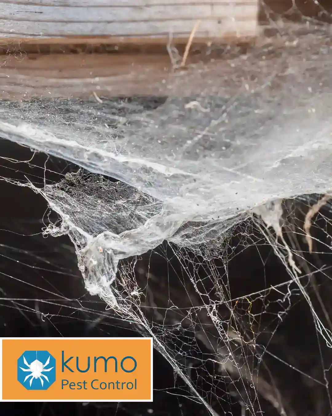 spider control Johnston County