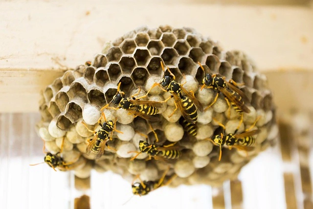 Swarm of yellow jackets on their nest for pest control in Angier, NC.