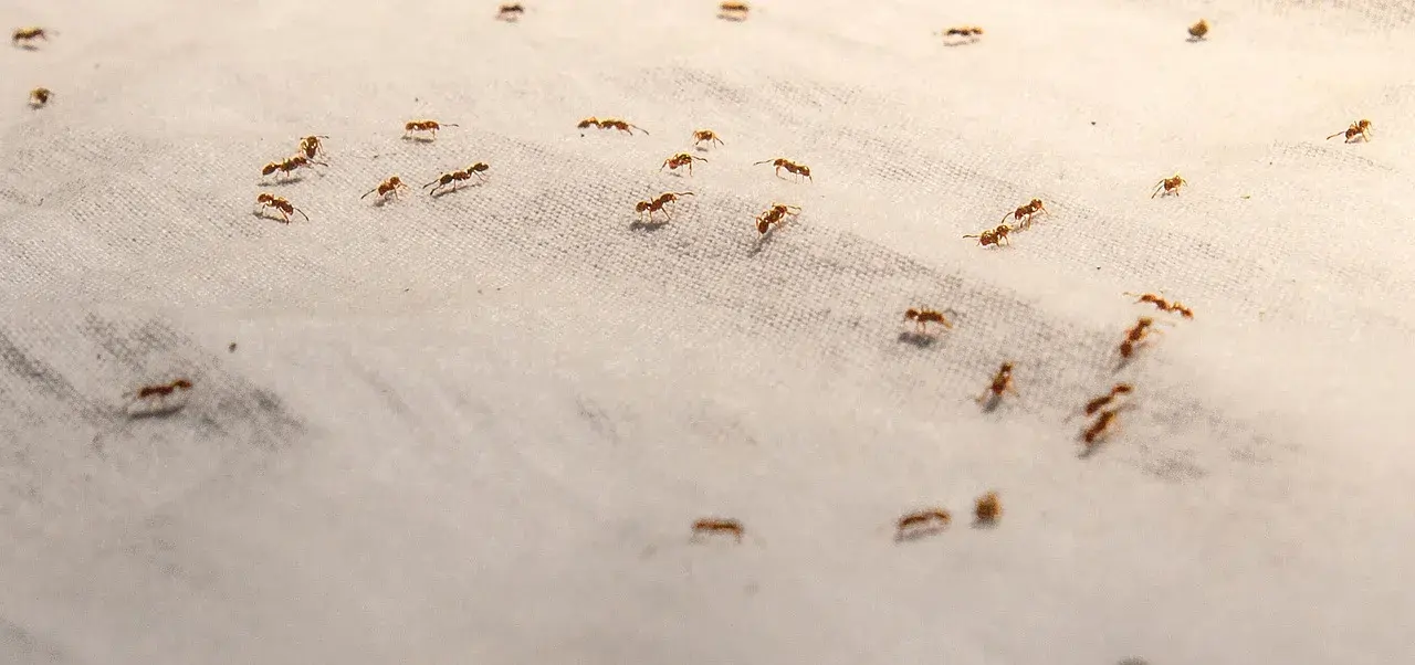 fire ant control in Clayton, NC