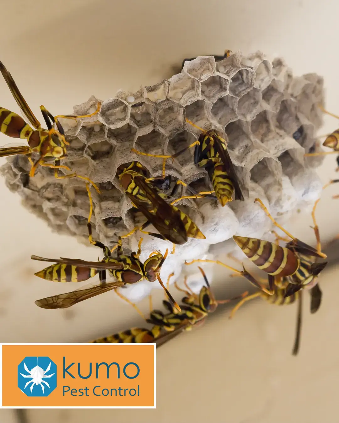 Paper wasps gathered around an exposed nest during wasp control service in Johnston County, NC