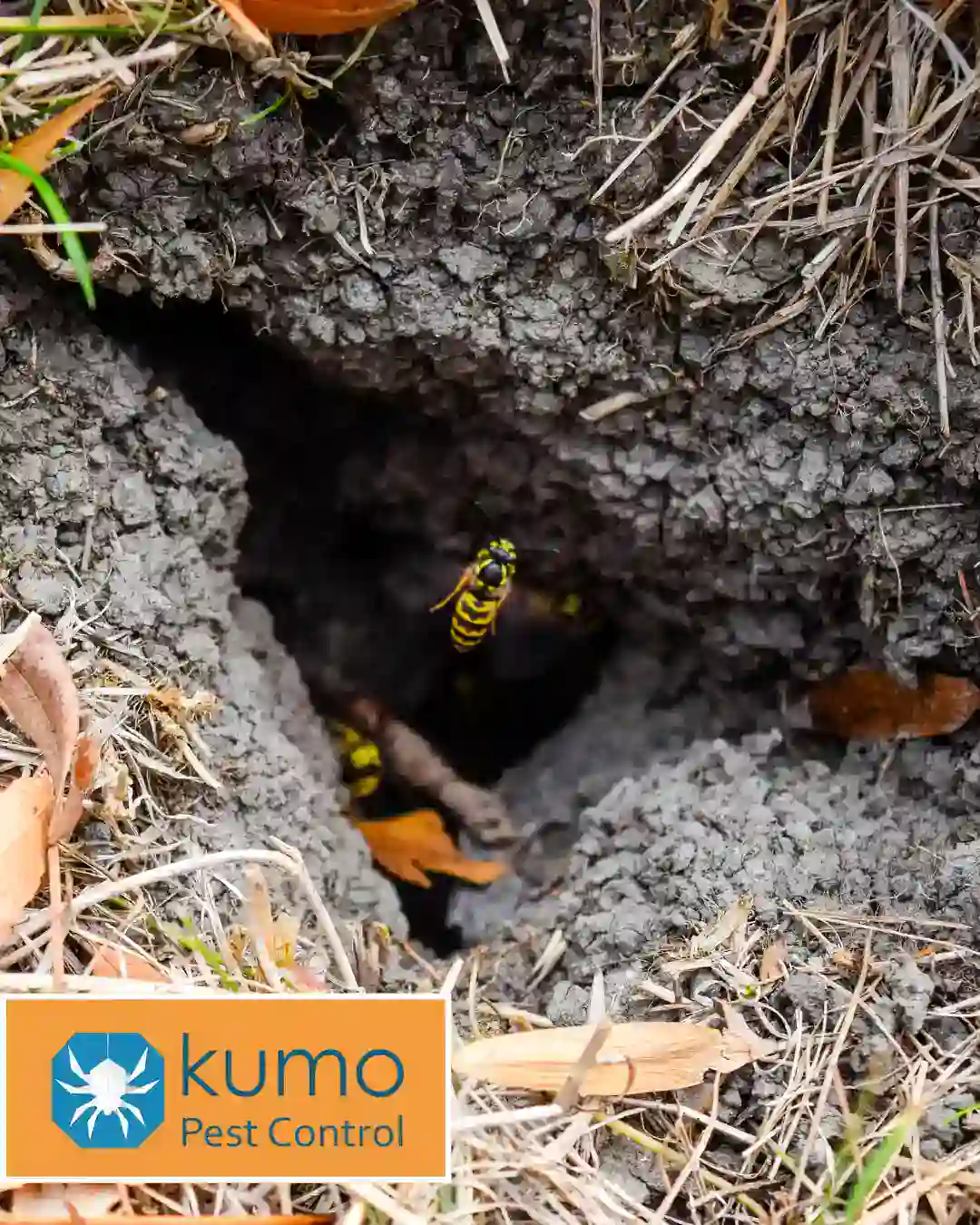Yellow jackets entering an underground nest that may require professional treatment in Wake County, NC