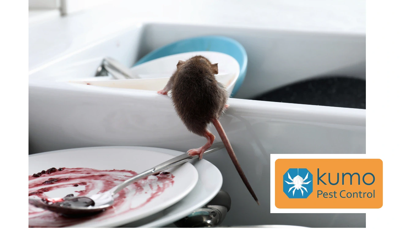 rodent control in Wake and Johnson county