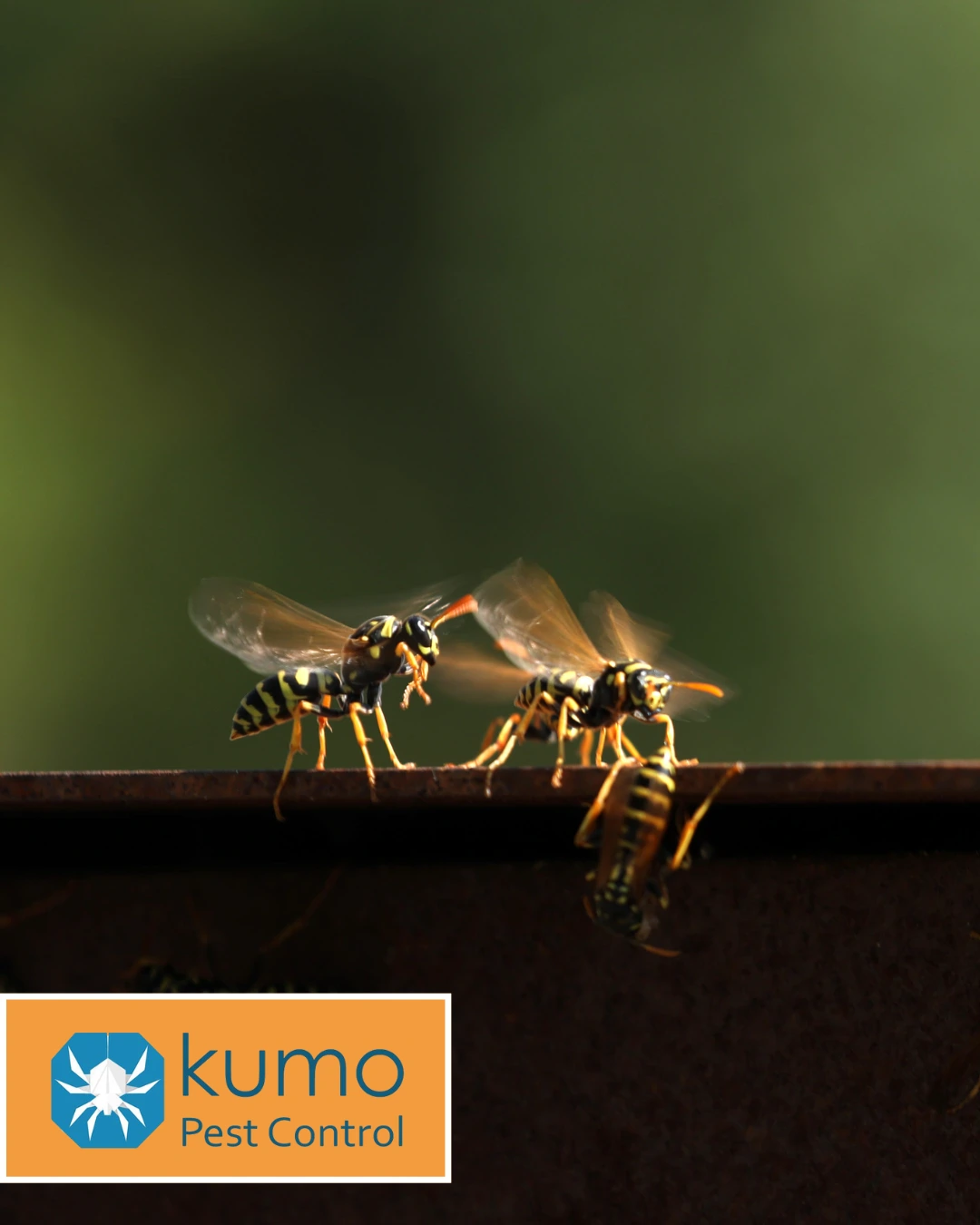 Several wasps gathered along an outdoor structure near a home